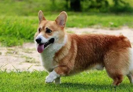 短腿狗的特征叫啥