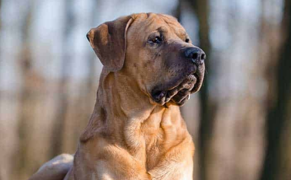 土佐犬纯种图片