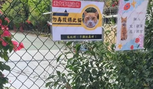 猫为什么经常端详自己的通缉令？