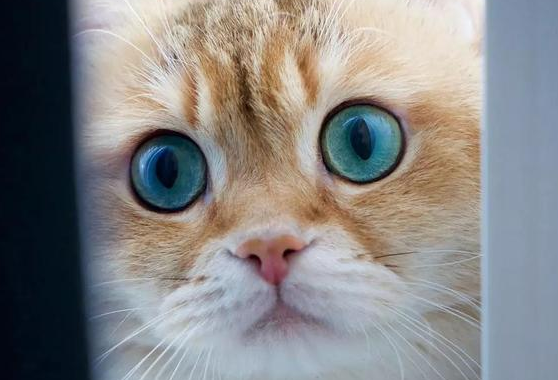 猫眼睛颜色的稀有程度排名