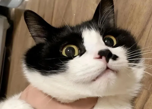 猫界最“怂”的6种猫,胆子比老鼠还小,中看不中用 猫界最“怂”的6种猫,胆子比老鼠还小,中看不中用