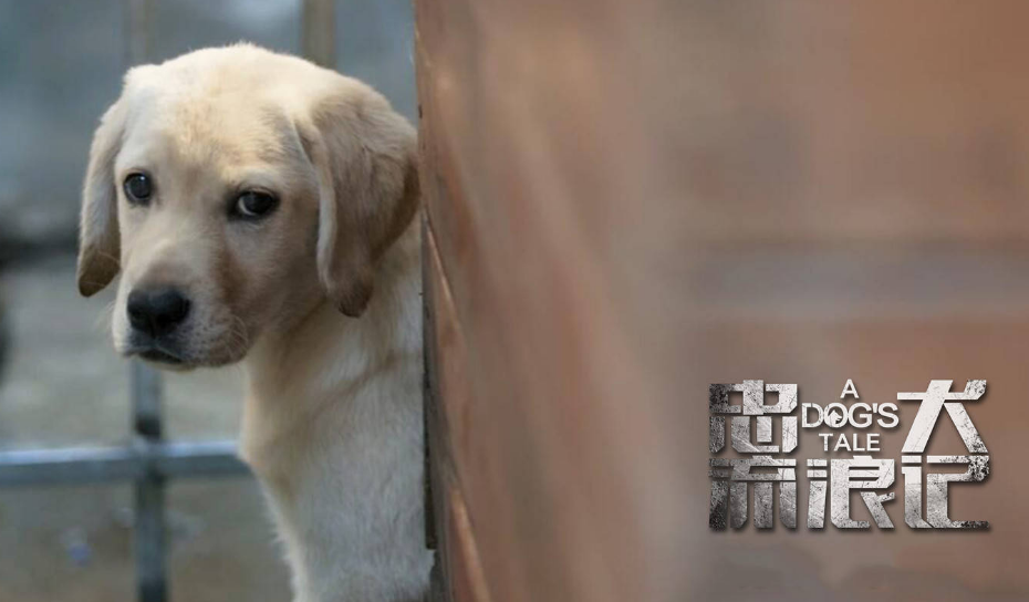 忠犬流浪记原型叮当最后怎么样了死了没