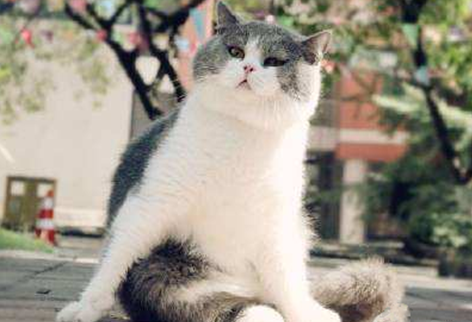 猫突然哇哇一样怪叫