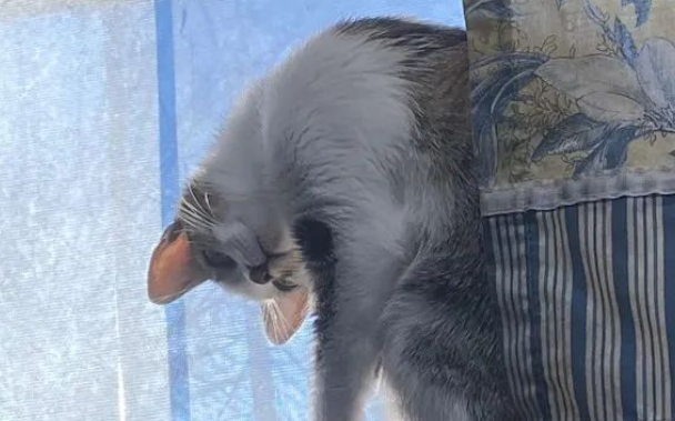 呆萌小猫咪竟一秒“变身”外星人,主人:真的有被吓到... 呆萌小猫咪竟一秒“变身”外星人,主人:真的有被吓到...