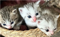 猫是什么时候传入中国的