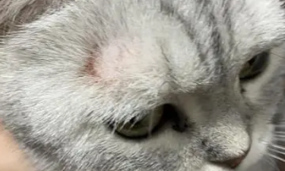 猫癣变黑是第几阶段