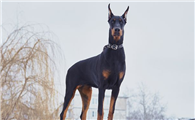 人贩子怕几种猛犬