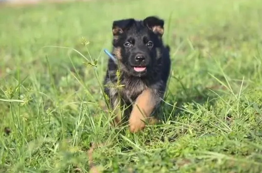 德国黑背犬幼崽图片大全大图