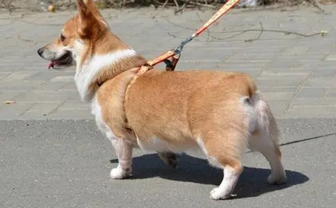 狗狗是不是腿短就长不大