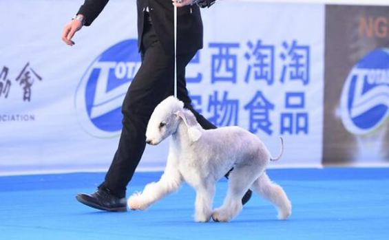 牵犬师是什么职业 牵犬师是什么职业