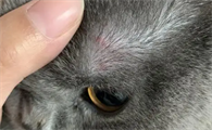 猫癣初期症状图