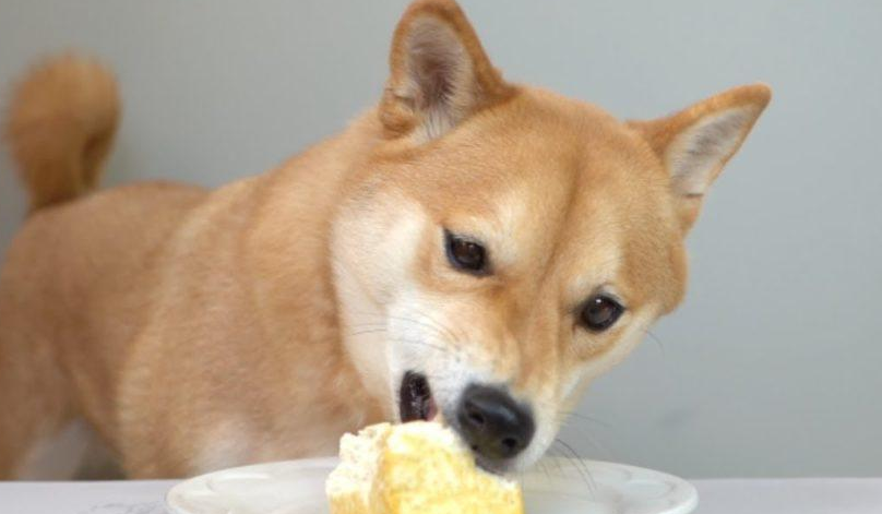 狗可以吃豆腐吗 狗可以吃豆腐吗