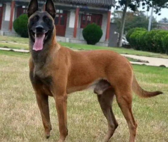 马犬公的凶还是母的区 马犬公的凶还是母的区