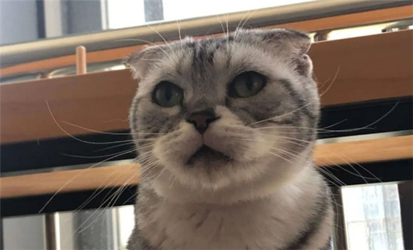 猫主动爬到主人身上是出于什么原因? 猫主动爬到主人身上是出于什么原因?