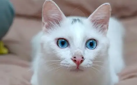 艾草对猫咪有没有害处