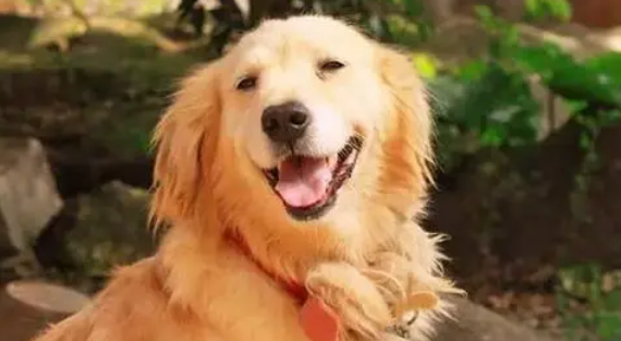 狗会笑吗