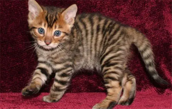 加州闪亮猫饲养方法