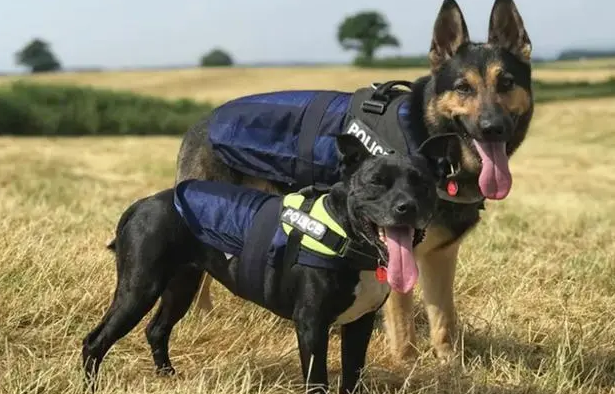 警犬退役后一般寿命还有几年 警犬退役后一般寿命还有几年