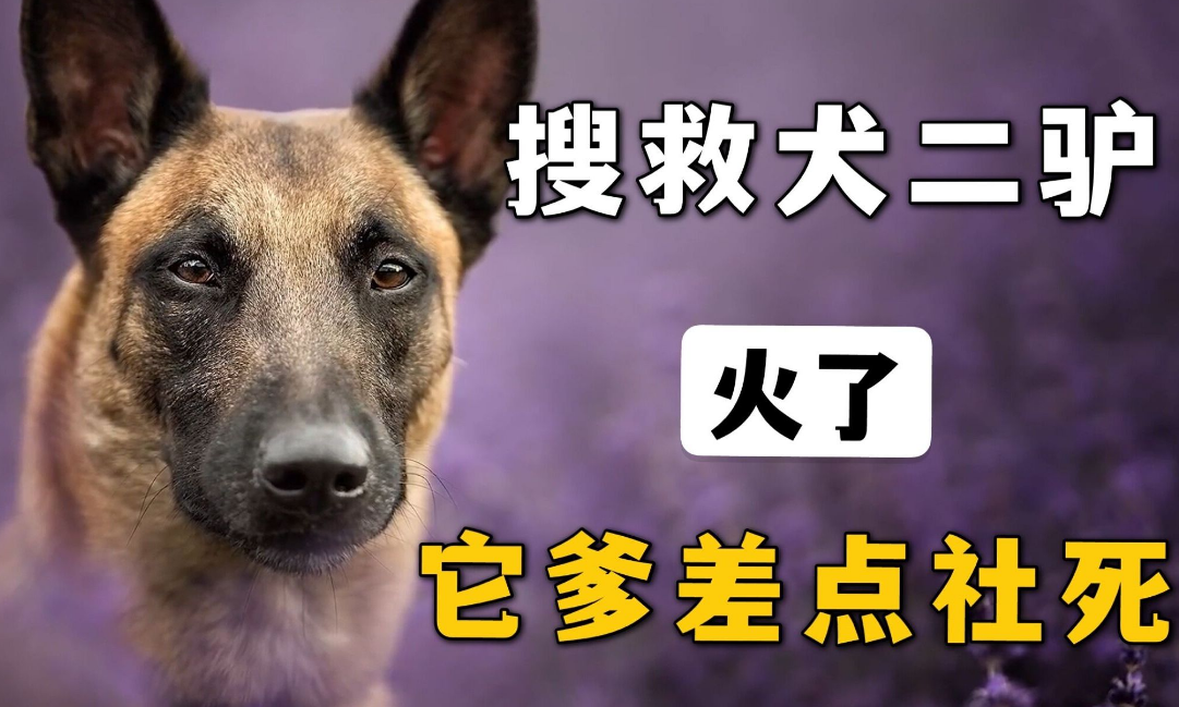 搜救犬二驴的最新事件信息