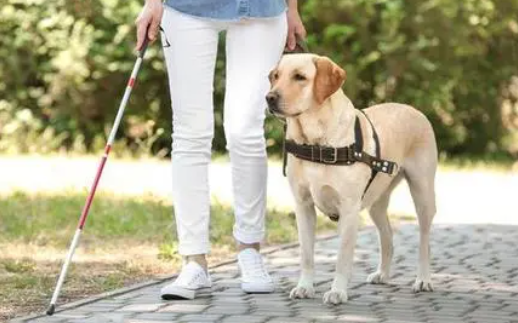 禁止导盲犬入内犯法吗