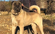 坎高犬和库达犬谁大