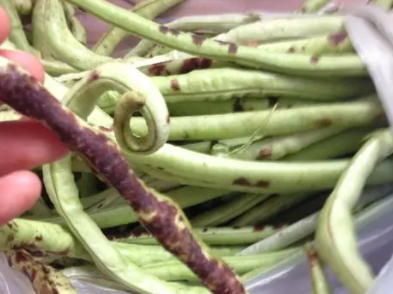 狗可以吃豆角吗