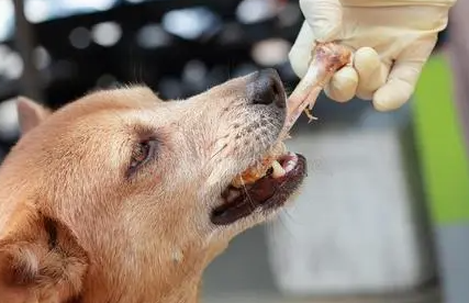 狗可以吃鸡骨头吗