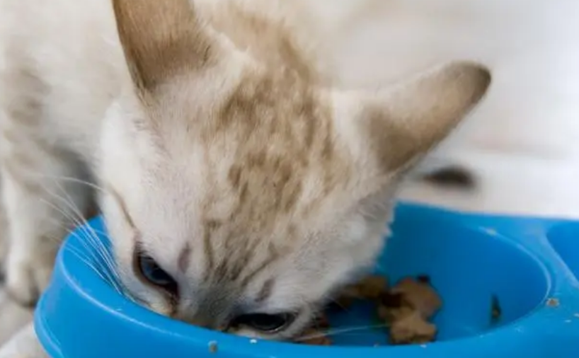 猫盼猫粮是毒粮吗 猫盼猫粮是毒粮吗