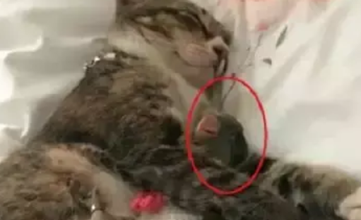 家里新来了小鹦鹉,原本猫咪是嫉妒的,但是一周后的画风把人暖哭 家里新来了小鹦鹉,原本猫咪是嫉妒的,但是一周后的画风把人暖哭
