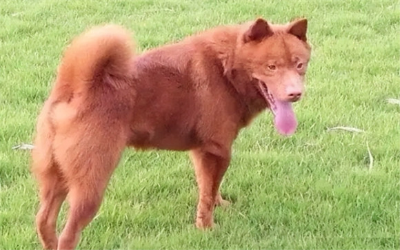 为什么不建议养五红犬