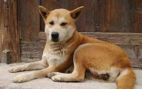 什么狗适合看家护院又好养 什么狗适合看家护院又好养
