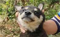 四眼犬三个月有多大