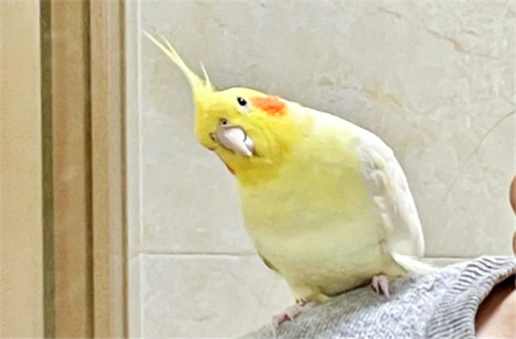 为什么千万别养玄凤鹦鹉