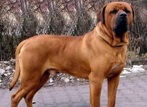 士佐犬和比特犬哪个厉害