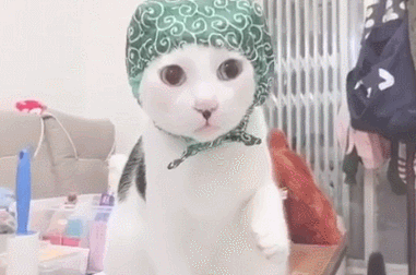 猫咪偷东西当场被抓,举着爪爪不知所措,眼神游移不敢看铲屎官 猫咪偷东西当场被抓,举着爪爪不知所措,眼神游移不敢看铲屎官
