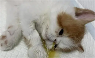 猫携带狂犬病毒能活多久