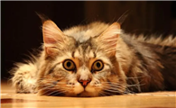 猫是故意进化那么可爱