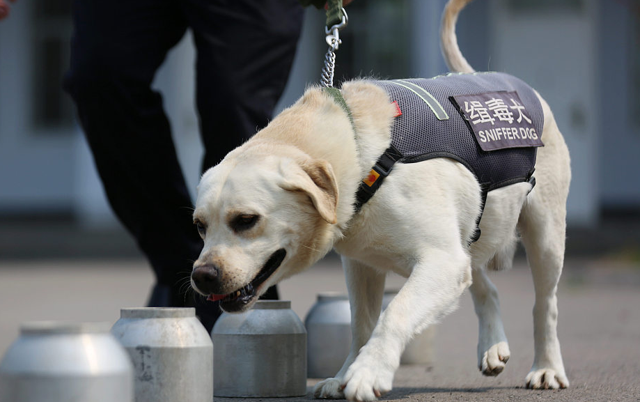 缉毒犬能闻出人吸毒吗 缉毒犬能闻出人吸毒吗