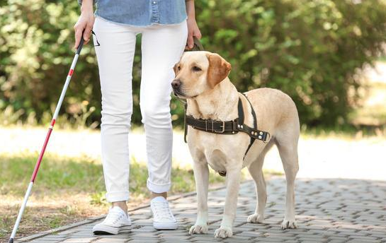 导盲犬感人故事简短 导盲犬感人故事简短