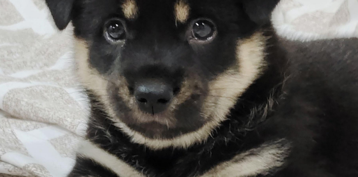 四眼铁包金算小型犬吗