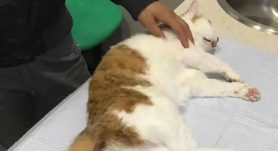 猫突然就死了,还小便失禁什么原因