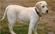 没有攻击性的大型犬
