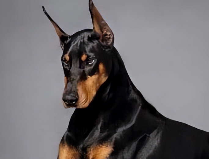 最强的十种猎犬品种大全带图 最强的十种猎犬品种大全带图