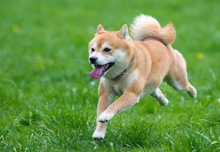 狗狗牙结石严重牙根都烂了怎么办 狗狗牙结石严重牙根都烂了怎么办