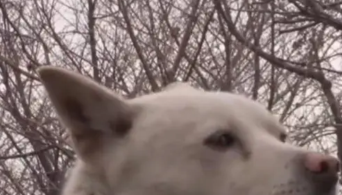 走丢的狗狗不愿与人接触，当看到主人找到它，接下来一幕太感人了