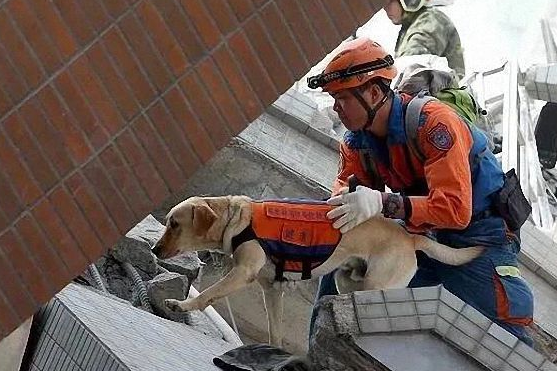 搜救犬的最新动态 搜救犬的最新动态