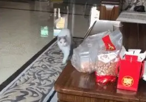轻轻敲了敲罐头，猫咪就屁颠屁颠地跑过来了：食物面前尊严算什么