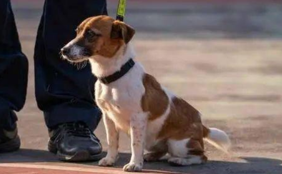 警犬基地小玖的走红