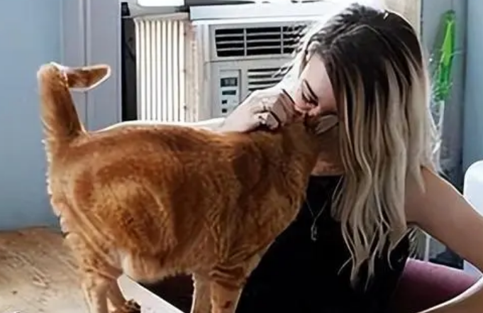 猫舔人嘴巴是什么意思 猫舔人嘴巴是什么意思
