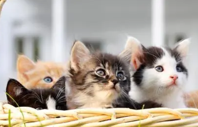 猫心跳一分钟多少正常